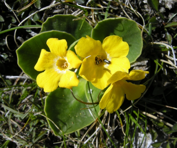 Primula auricula / Primula orecchia d''orso